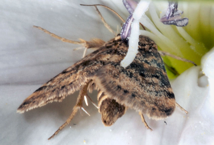 Farfalle: Pontia edusa